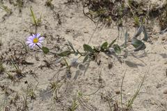 Afroaster perfoliatus