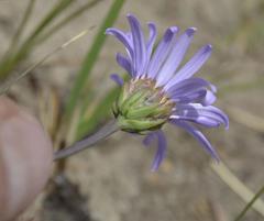 Afroaster perfoliatus
