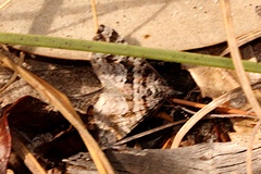 Dichromodes triparata