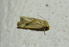 Micrathetis tecnion