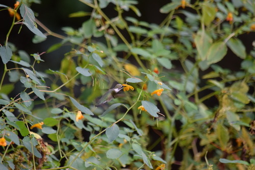 Ruby-throated Hummingbird photographed in Delaware