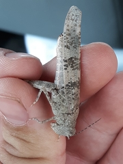 Trimerotropis latifasciata