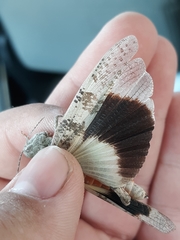 Trimerotropis latifasciata