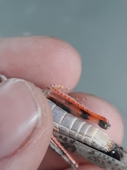 Trimerotropis latifasciata