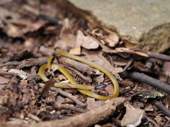 Calliophis maculiceps maculiceps