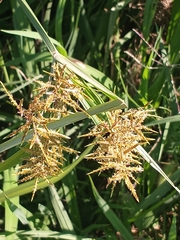 Cyperus esculentus leptostachyus