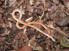 Calliophis maculiceps maculiceps
