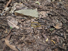 Calliophis maculiceps maculiceps