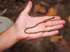 Calliophis maculiceps maculiceps