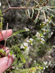 Micromyrtus