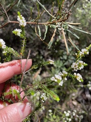 Micromyrtus