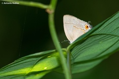 Theclopsis mycon