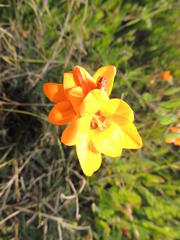 Ixia maculata