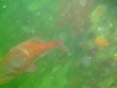 Chrysoblephus laticeps