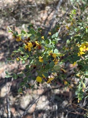 Bossiaea rhombifolia