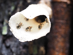 Lepidotrigona terminata