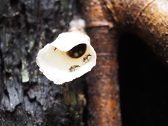 Lepidotrigona terminata