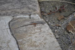 Trachylepis variegata