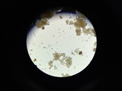 Sellaphora