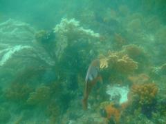 Chrysoblephus laticeps