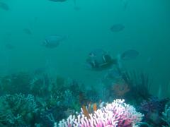 Chrysoblephus laticeps