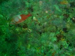 Chrysoblephus laticeps