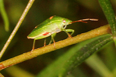 Ocirrhoe unimaculata