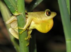 Hyperolius tuberilinguis