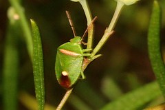 Ocirrhoe unimaculata