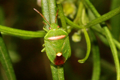 Ocirrhoe unimaculata