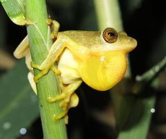 Hyperolius tuberilinguis