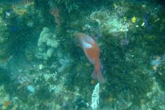 Chrysoblephus laticeps