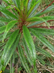 Siphocampylus lucidus