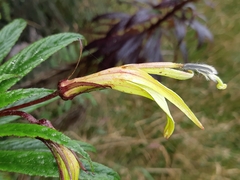 Siphocampylus lucidus