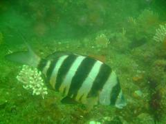 Diplodus hottentotus