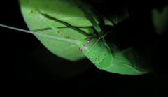 Zabalius ophthalmicus