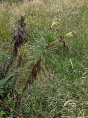 Siphocampylus lucidus