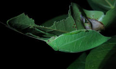 Zabalius ophthalmicus