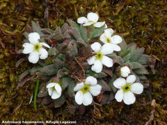 Androsace hausmannii