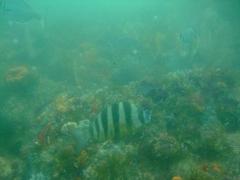 Diplodus hottentotus