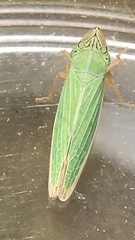 Draeculacephala angulifera