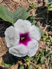 Ipomoea campanulata