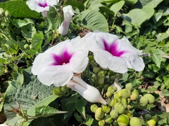 Ipomoea campanulata
