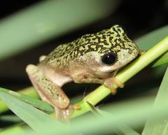 Hyperolius marmoratus marmoratus