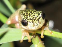Hyperolius marmoratus marmoratus
