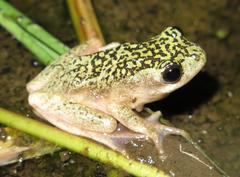 Hyperolius marmoratus marmoratus
