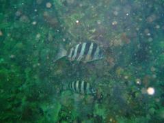 Diplodus hottentotus