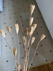 Erythronium montanum