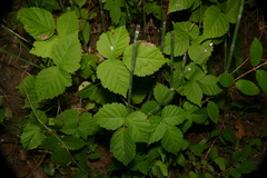 Rubus aboriginum