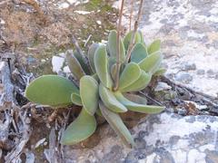 Crassula cotyledonis
